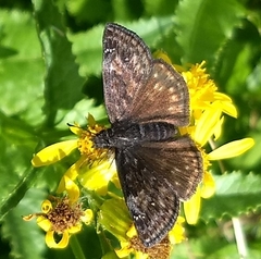 Erynnis pacuvius