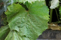 Capitophorus similis