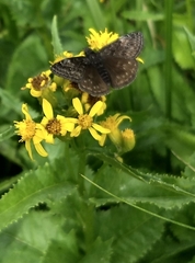 Erynnis pacuvius