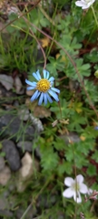 Felicia bergeriana