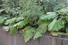 Capitophorus similis