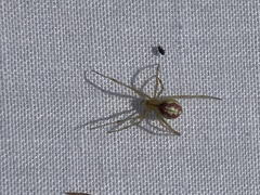Enoplognatha ovata
