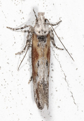 Gnorimoschema septentrionella