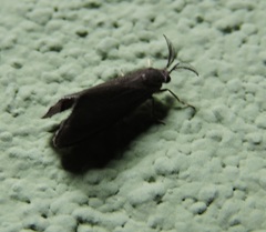 Cryptothelea nigrita