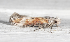 Gnorimoschema septentrionella
