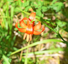 Lilium chalcedonicum