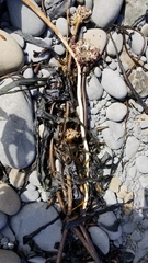Laminariaceae