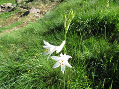 Paradisea liliastrum