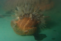 Bunodosoma granuliferum