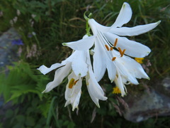 Paradisea liliastrum