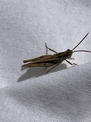 Chorthippus brunneus