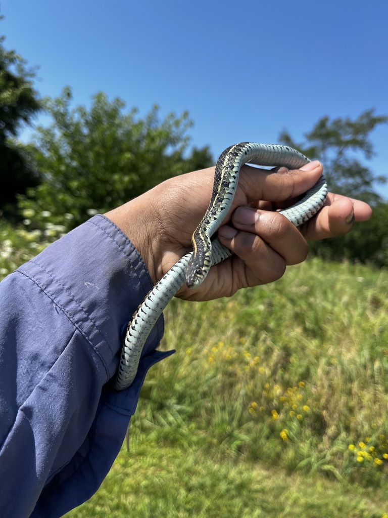 Plains Garter Snake In August 2022 By Geomamba · Inaturalist