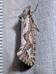 Acrolophus variabilis