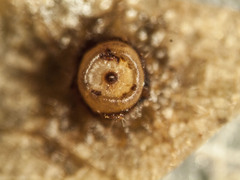 Caryomyia levicrustum