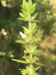 Gratiola pilosa