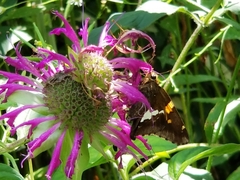 Epargyreus clarus