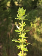 Gratiola pilosa