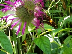Epargyreus clarus