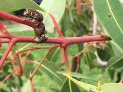 Protaetia fusca