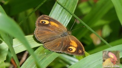 Mycalesis patnia