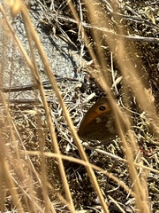 Pyronia tithonus