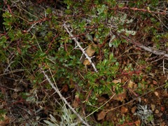 Ceanothus buxifolius