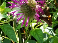 Epargyreus clarus