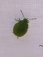 Palomena prasina