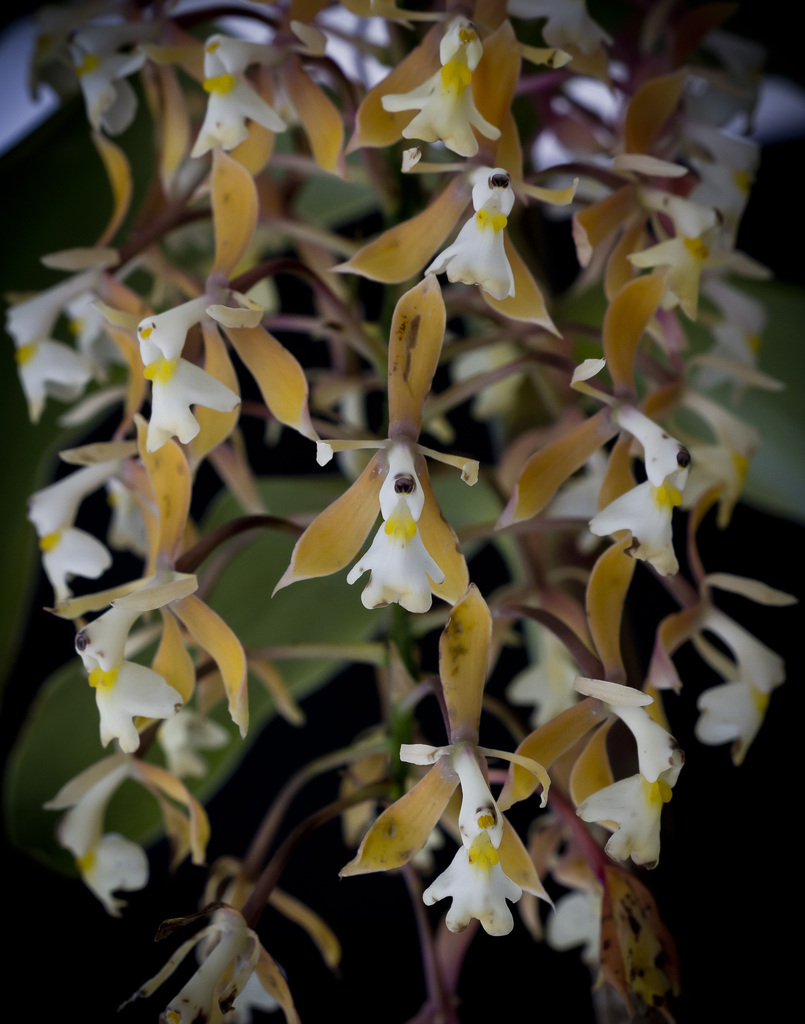 Epidendrum greenwoodii Hágsater
