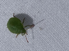 Palomena prasina