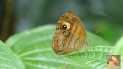 Mycalesis patnia