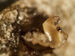 Caryomyia levicrustum