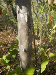 Zanthoxylum arborescens