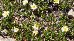 Dryas hookeriana