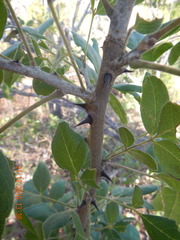 Zanthoxylum arborescens
