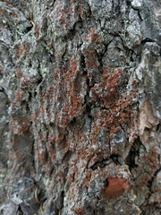 Blastenia monticola