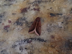 Micrathetis canifimbria