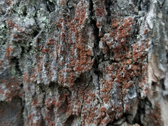 Blastenia monticola
