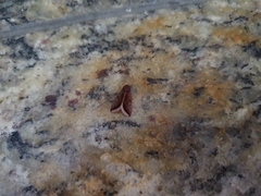 Micrathetis canifimbria