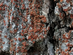 Blastenia monticola