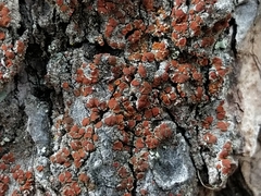 Blastenia monticola