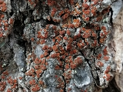Blastenia monticola