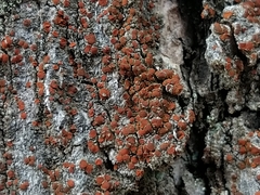 Blastenia monticola