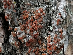 Blastenia monticola