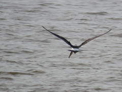 Rhaphiodon vulpinus