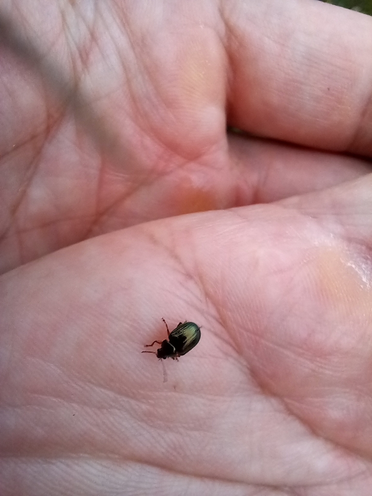 Brachypnoea metallica
