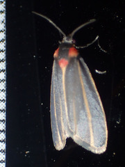 Haematomis uniformis