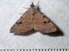Nychioptera noctuidalis