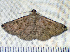 Toxonprucha pardalis