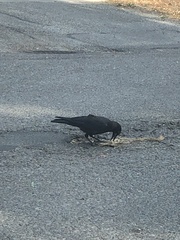 Corvus brachyrhynchos